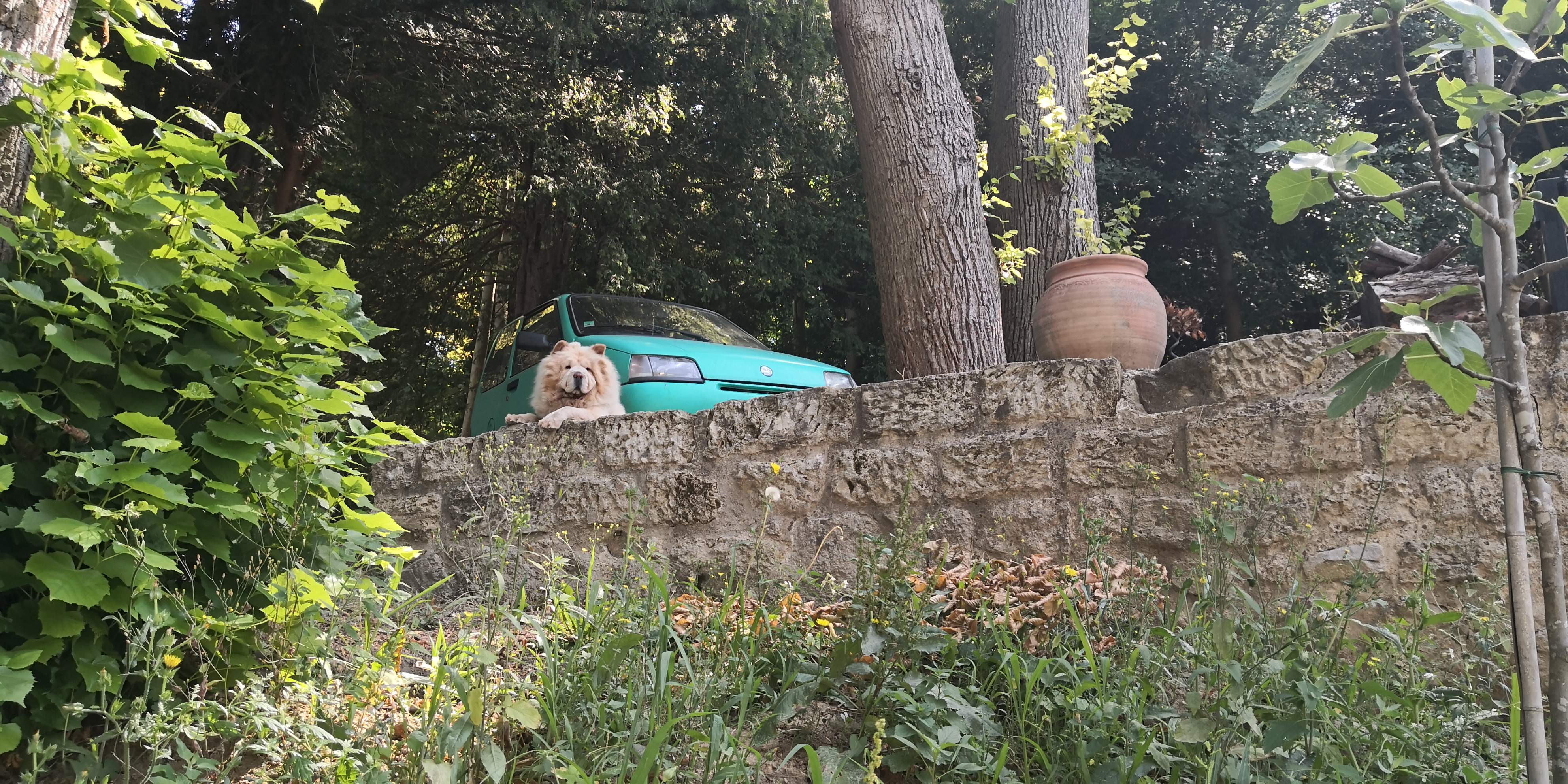 Chien sur un muret en pierre en lisière de forêt, repère à l'approche du lieu.